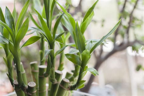 龍舌蘭擋煞|風水植物｜不只富貴竹！7款招財/招桃花植物推介+不 